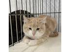 Adopt Waluigi a Tan or Fawn Tabby Domestic Shorthair / Mixed cat in Spanish