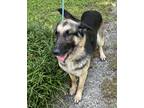 Adopt Oakley Jo a Black German Shepherd Dog / Mixed dog in North Wilkesboro