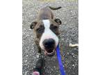 Adopt Opal a Brown/Chocolate American Staffordshire Terrier / Mixed dog in