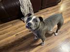 Adopt Rocko a Gray/Blue/Silver/Salt & Pepper American Pit Bull Terrier /