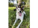 Adopt Nutmeg a Tricolor (Tan/Brown & Black & White) Australian Cattle Dog /