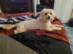 Adopt Zeus a Tan/Yellow/Fawn Maltipoo / Mixed dog in Cheektowaga, NY (39119324)