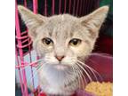 Adopt Blossom a Gray or Blue Domestic Shorthair / Domestic Shorthair / Mixed cat