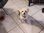 Adopt Ginger a Gray/Silver/Salt & Pepper - with Black Shih Tzu / Mixed dog in