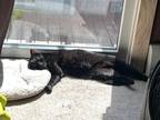 Adopt Shadow a All Black American Shorthair / Mixed (short coat) cat in Denver
