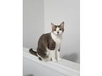 Adopt Zoey a Gray, Blue or Silver Tabby American Shorthair / Mixed (short coat)