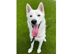 Adopt Mikey a Siberian Husky / Mixed dog in Mipiltas, CA (39114778)