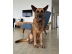 Adopt Cristal a Red/Golden/Orange/Chestnut - with Black Belgian Malinois / Mixed