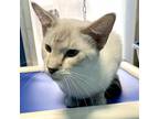 Adopt Issac a White (Mostly) Siamese / Mixed cat in Denison, TX (39110394)