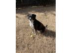 Adopt Orali a Black - with White Beagle / Mutt / Mixed dog in Roswell