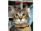 Adopt Snickers a Gray, Blue or Silver Tabby Domestic Shorthair / Mixed cat in