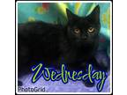 Adopt Wednesday a All Black Domestic Shorthair / Domestic Shorthair / Mixed cat