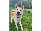 Adopt Rhett a Tan/Yellow/Fawn Akita / Mixed dog in Xenia, OH (38629040)