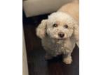 Adopt Jane a White - with Tan, Yellow or Fawn Poodle (Miniature) / Mixed dog in