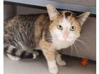 Adopt Cali a Calico or Dilute Calico Domestic Shorthair / Mixed (short coat) cat