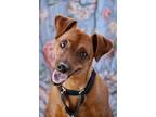 Adopt Hans a Brown/Chocolate Miniature Pinscher / Mixed dog in Fillmore