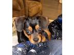 Adopt Buster the dachshund a Black - with Tan, Yellow or Fawn Dachshund /