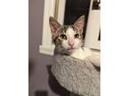 Adopt Zen a Tan or Fawn Tabby Domestic Shorthair (short coat) cat in Morristown