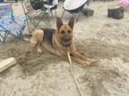 Adopt Zara a Tan/Yellow/Fawn German Shepherd Dog / Mixed dog in Vancouver