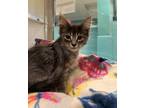 Adopt Wendy a Gray or Blue Domestic Mediumhair / Domestic Shorthair / Mixed cat