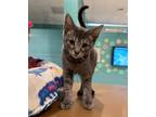 Adopt Peter a Gray or Blue Domestic Shorthair / Domestic Shorthair / Mixed cat