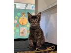 Adopt Donny a Brown or Chocolate Domestic Mediumhair / Domestic Shorthair /