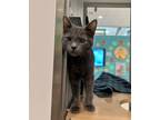 Adopt Isaac a Gray or Blue Domestic Shorthair / Domestic Shorthair / Mixed cat