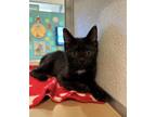 Adopt Boyd a All Black Domestic Shorthair / Domestic Shorthair / Mixed cat in