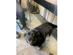 Adopt Chunky a Black Beagle / Mixed dog in Greenville, KY (39118816)
