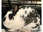 Adopt June Bug a White Other/Unknown / Mini Rex / Mixed rabbit in Wooster