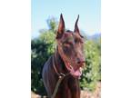 Adopt Andre a Brown/Chocolate - with Tan Doberman Pinscher / Mixed dog in