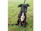 Adopt Rose a Black Labrador Retriever / Mixed dog in Moultrie, GA (39118770)