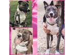 Adopt RYLAND a Brindle - with White Husky / Pit Bull Terrier / Mixed dog in