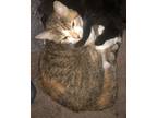 Adopt Sussie a Orange or Red Tabby Tabby / Mixed (short coat) cat in Durant