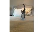 Adopt Boston a Brown Tabby Domestic Shorthair (short coat) cat in Norwalk