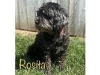 Adopt ROSITA a Black - with White Cockapoo / Poodle (Miniature) / Mixed dog in