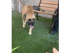 Adopt Barker a Tan/Yellow/Fawn - with Black Mastiff / Mixed dog in Beverly