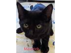 Adopt Maverick a All Black Domestic Shorthair / Domestic Shorthair / Mixed cat