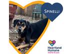 Adopt Spinelli a Black Hound (Unknown Type) / Mixed dog in Corvallis