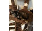 Adopt Muffin a Spotted Tabby/Leopard Spotted Tabby / Mixed (short coat) cat in