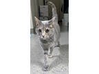 Adopt Kiki (at Smitten Kitten) a Gray or Blue Domestic Shorthair / Domestic