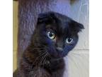 Adopt Birdie a Black (Mostly) Scottish Fold (short coat) cat in Kensington