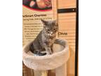 Adopt Olivia a Gray, Blue or Silver Tabby Domestic Shorthair (short coat) cat in