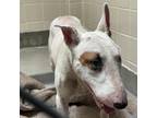 Adopt Teddy a White - with Tan, Yellow or Fawn Bull Terrier / Mixed dog in