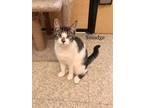 Adopt Smudge a Gray, Blue or Silver Tabby Domestic Shorthair (short coat) cat in