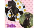 Adopt BELLA a Black - with White Border Collie / Shepherd (Unknown Type) / Mixed