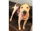 Adopt Rex a Great Dane / Labrador Retriever / Mixed dog in Henderson
