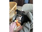 Adopt Maddie a Tricolor (Tan/Brown & Black & White) Rat Terrier dog in St