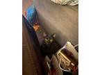 Adopt Luna a All Black American Shorthair / Mixed (short coat) cat in Durant