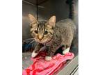 Adopt Socks a Domestic Shorthair / Mixed (short coat) cat in Angola